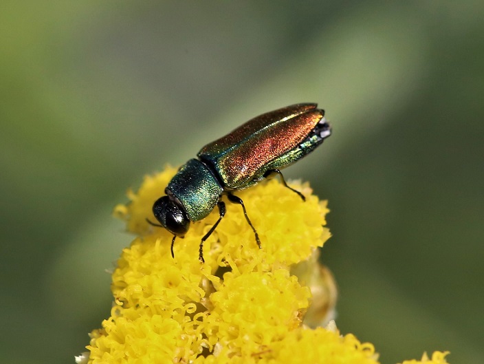 BUPRESTIDAE Anthaxia cichorii 1.JPG