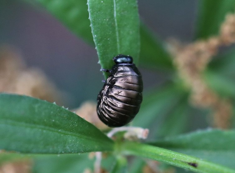 CHRYSOMELIDAE Forme larvaire 2.JPG