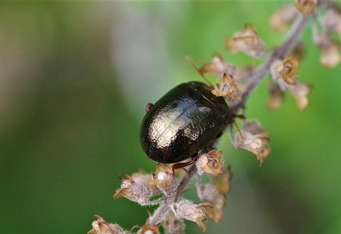 CHRYSOMELIDAE Chrysolina bankii 3.JPG