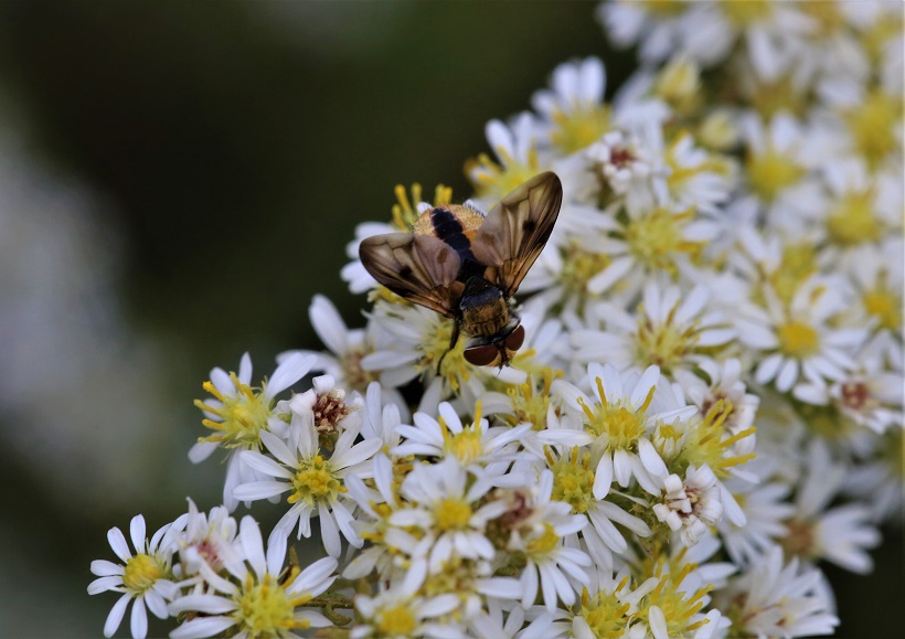 TACHINIDAE Ectophasia crassipennis 4.JPG