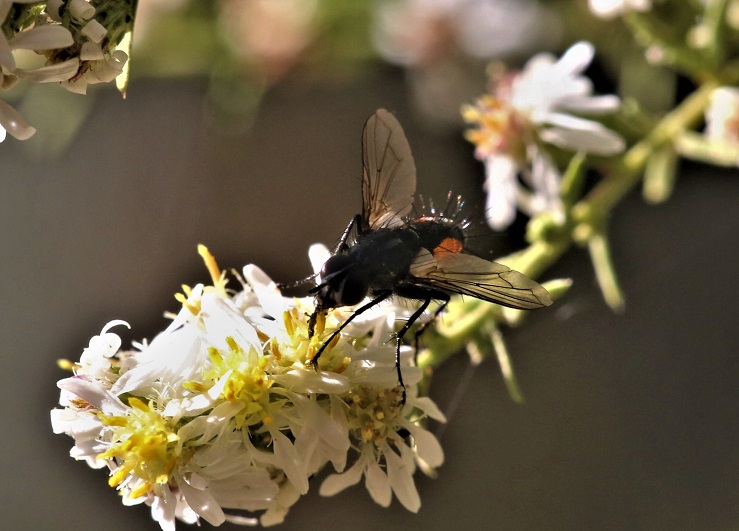 TACHINIDAE Eriothrix rufomaculatus 3.JPG