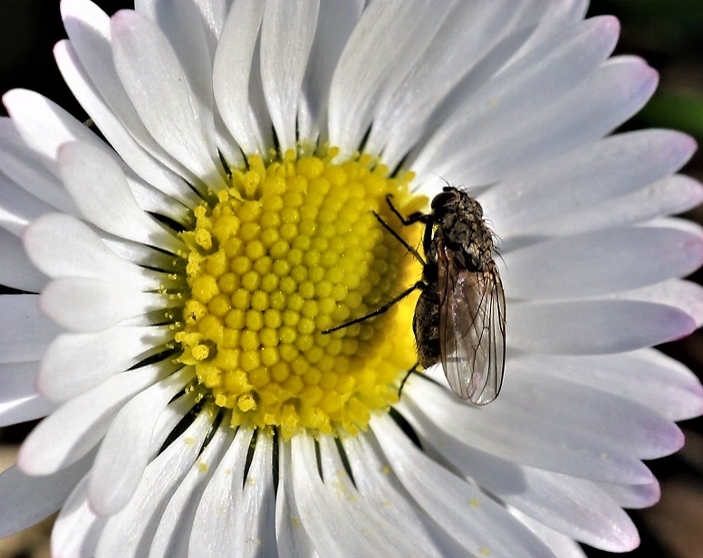 ANTHOMYIIDAE Leucophora sp. 1.JPG