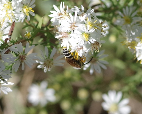 HALICTIDAE Halictus scabiosae 1.JPG