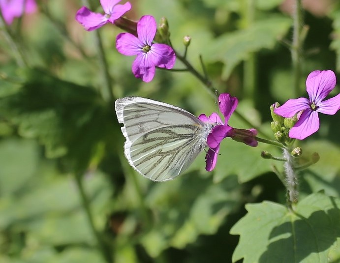 PIERIDAE Pieris napi 2.JPG