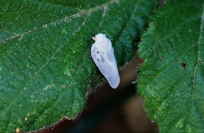 FLATIDAE Metcalfa pruinosa 1 (cicadelle blanche).JPG