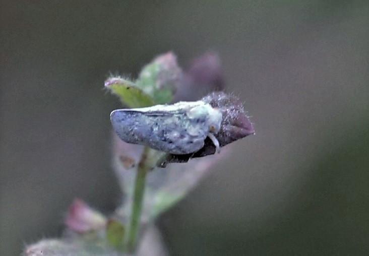 FLATIDAE Metcalfa pruinosa  2.JPG