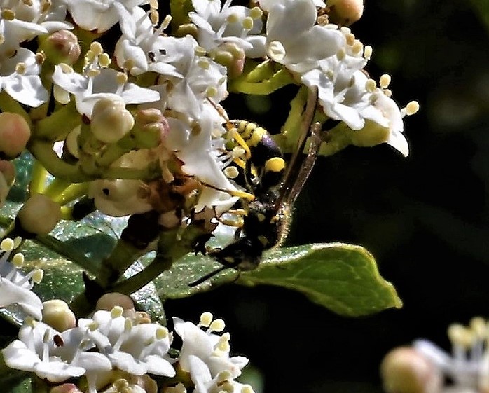 VESPIDAE Ancistrocerus sp. 2.JPG