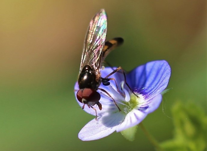 SYRPHIDAE Platycheirus peltatus 1.JPG