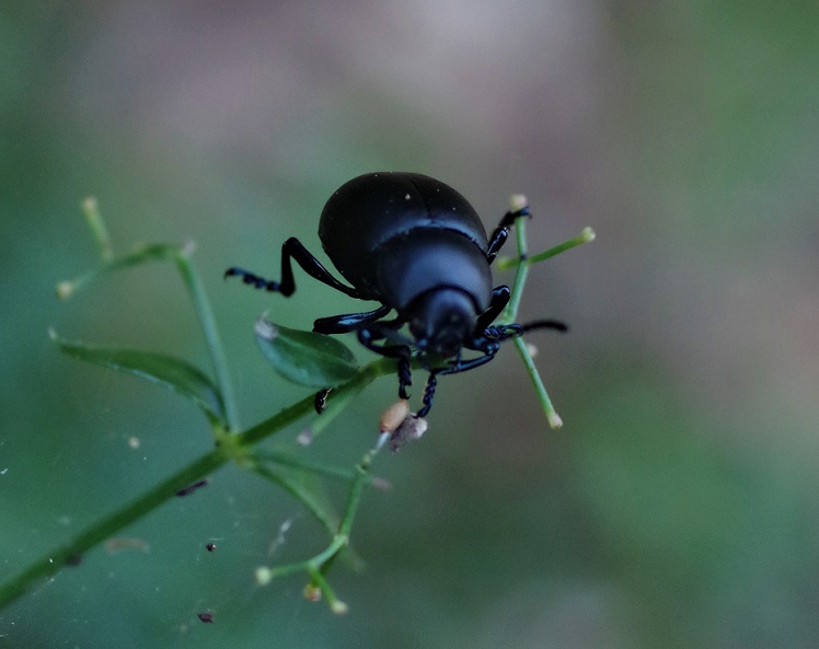 CHRYSOMELIDAE Timarcha tenebricosa 5.JPG