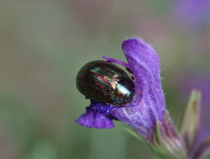 CHRYSOMELIDAE Chrysolina americana 2.JPG