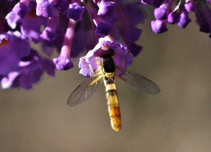 SYRPHIDAE Sphaerophoria sp. 3.JPG