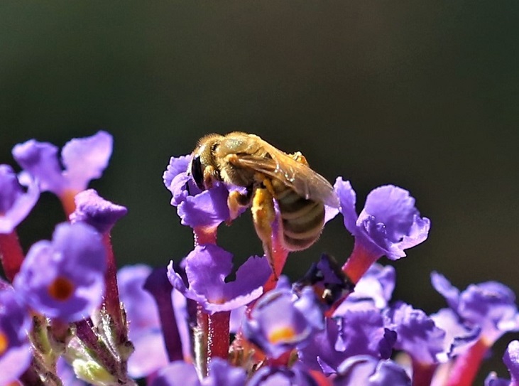 HALICTIDAE Halictus sp. 5.JPG