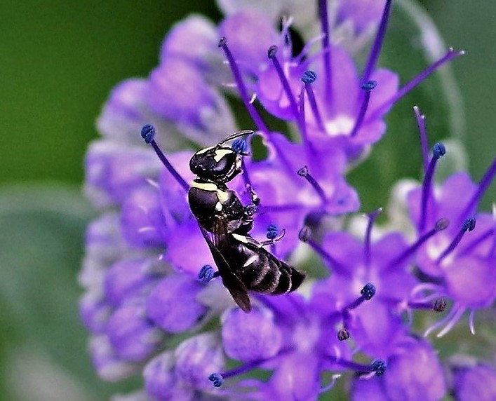 COLLETIDAE Hylaeus sp. 2.JPG