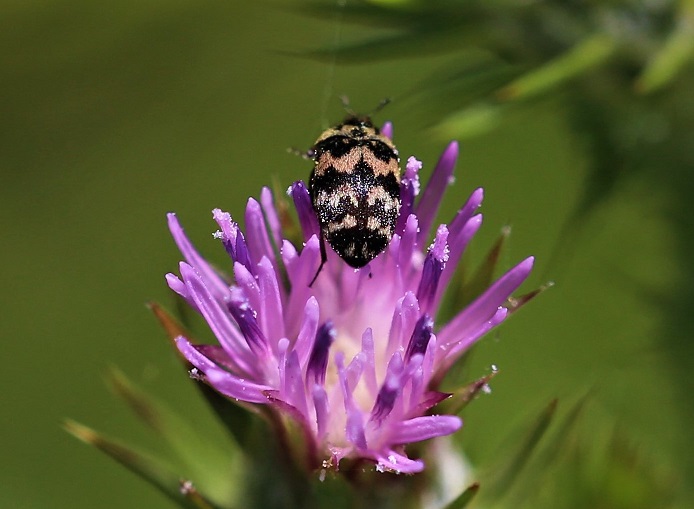 DERMESTIDAE Attagenus trifasciatus 2.JPG