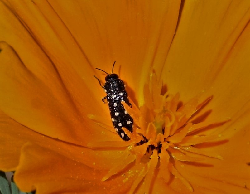 BUPRESTIDAE Acmaeodera degener 1.JPG