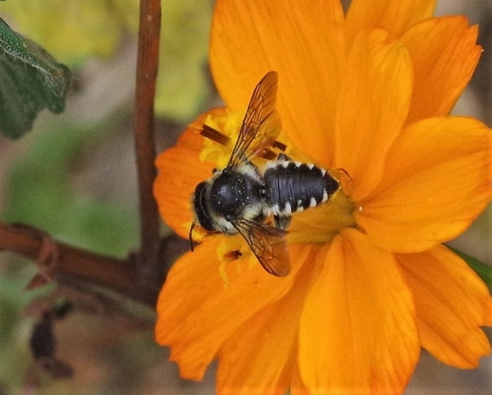 MEGACHILIDAE Megachile octosignata 1.JPG