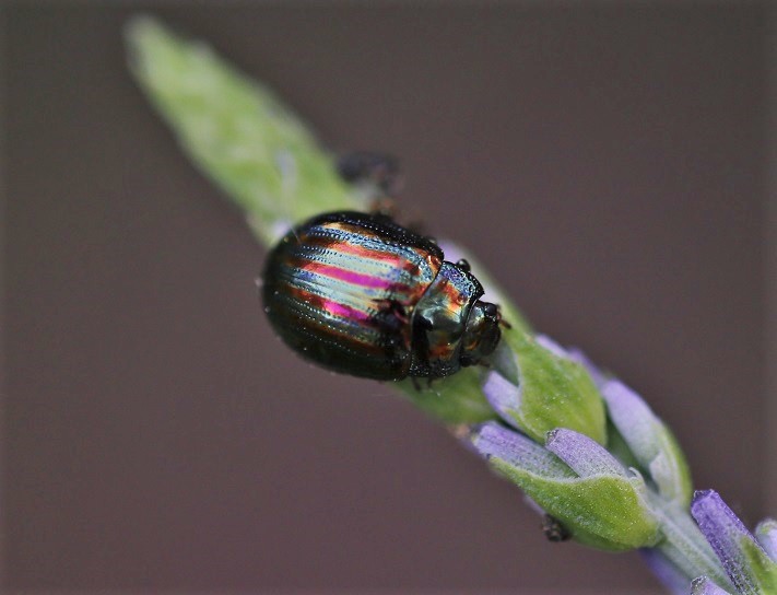 CHRYSOMELIDAE Chrysolina americana 3.JPG