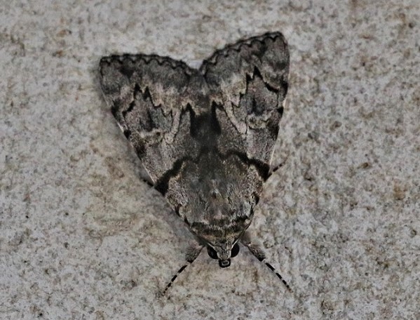 EREBIDAE Catocala conversa 2.JPG