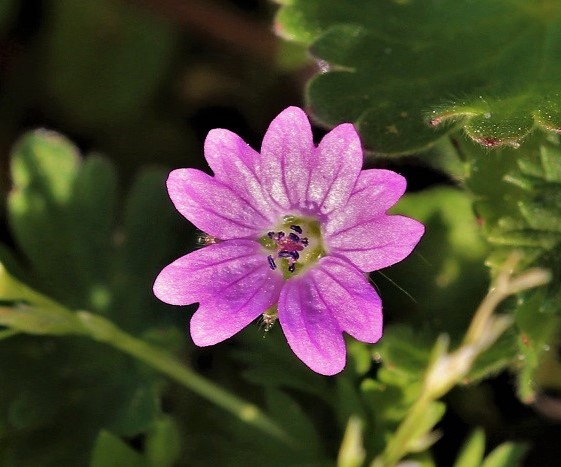 Géranium des Pyrénées.JPG