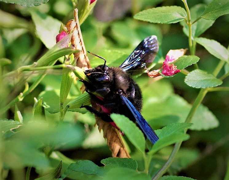 APIDAE Xylocopa violacea 1 (abeille charpentière).JPG