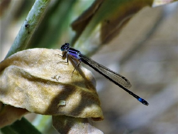 COENAGRIONIDAE Ischnura elegans 2 (agrion élégant).JPG