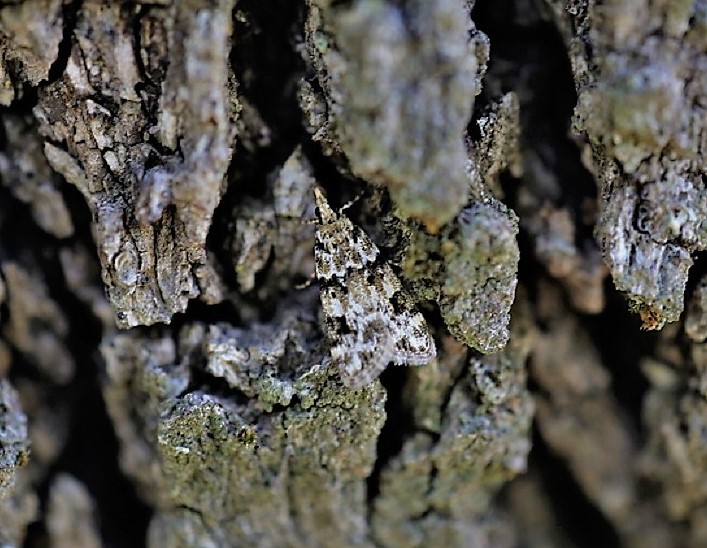 CRAMBIDAE Eudonia delunella (eudorée des lichens).JPG
