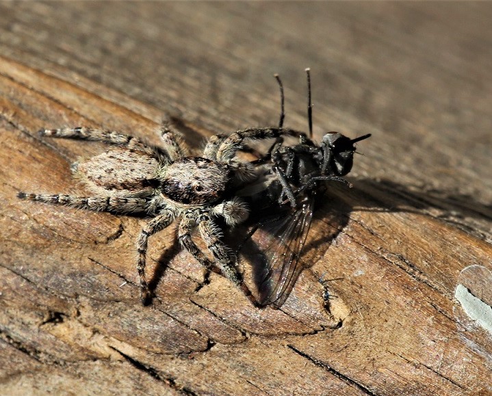 SALTICIDAE Menemerus taeniatus 4.JPG