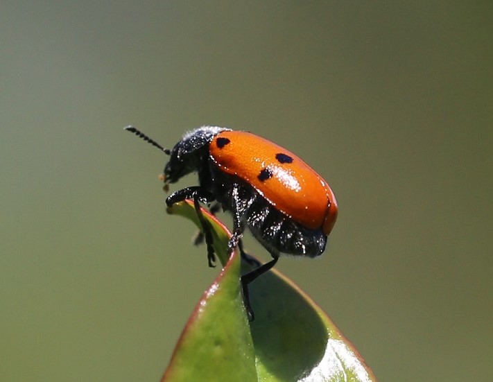 CHRYSOMELIDAE Lachnaia tristigma 4.JPG