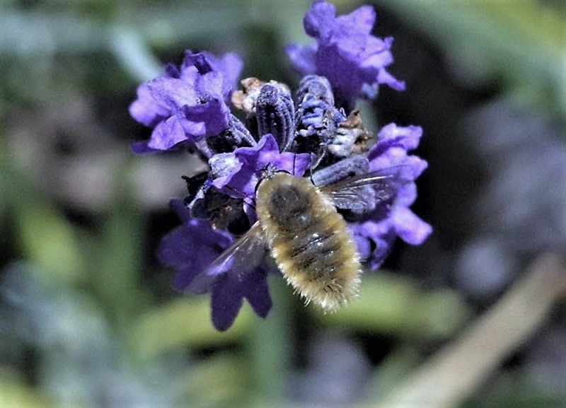 BOMBYLIIDAE Bombylius trichurus 1.JPG