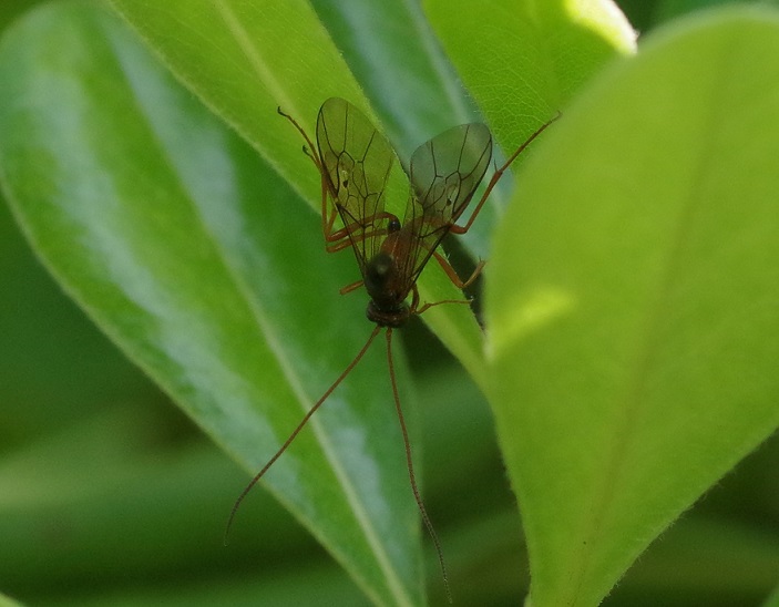 ICHNEUMONIDAE Ophion sp..JPG