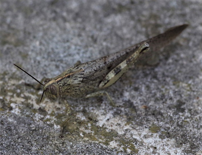 ACRIDIDAE Anacridium aegyptium 3.JPG