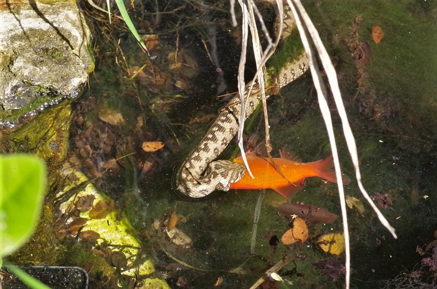 SQUAMATA NATRICIDAE Natrix maura (couleuvre vipérine).JPG