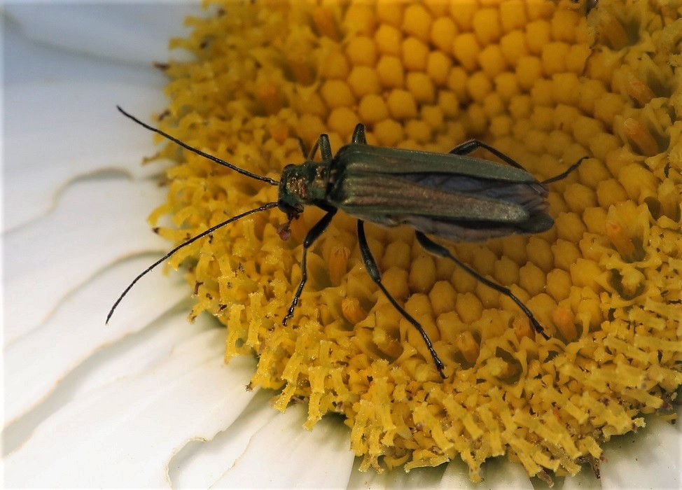 OEDEMERIDAE Oedemera virescens.JPG