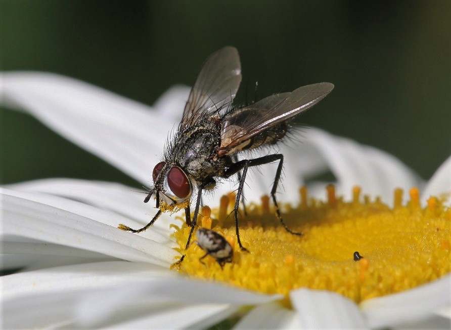 TACHINIDAE Bithia sp. 8.JPG