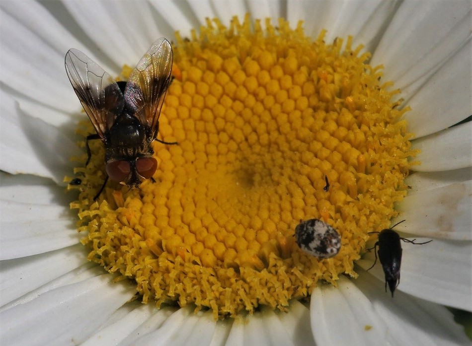 TACHINIDAE Ectophasia sp. 3.JPG