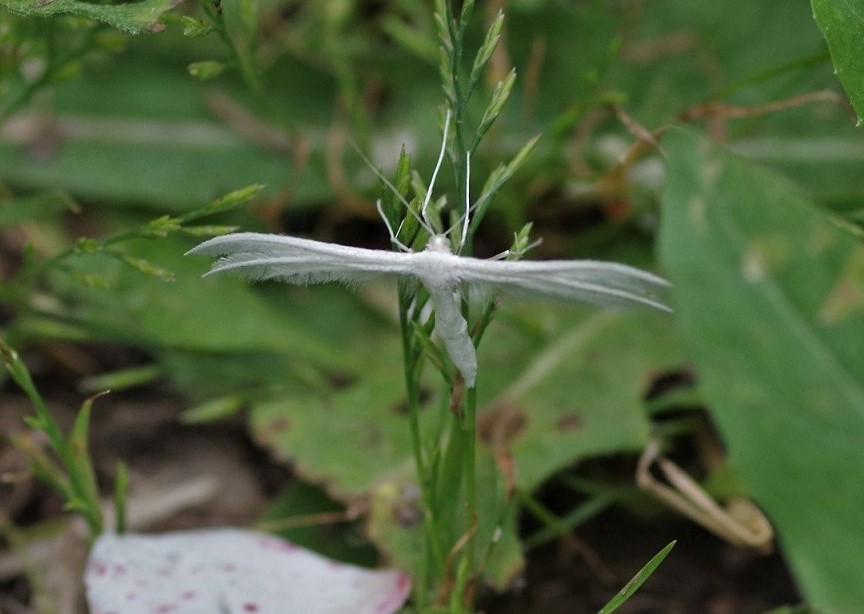 PTEROPHORIDAE Pterophorus pentadactyla 3.JPG