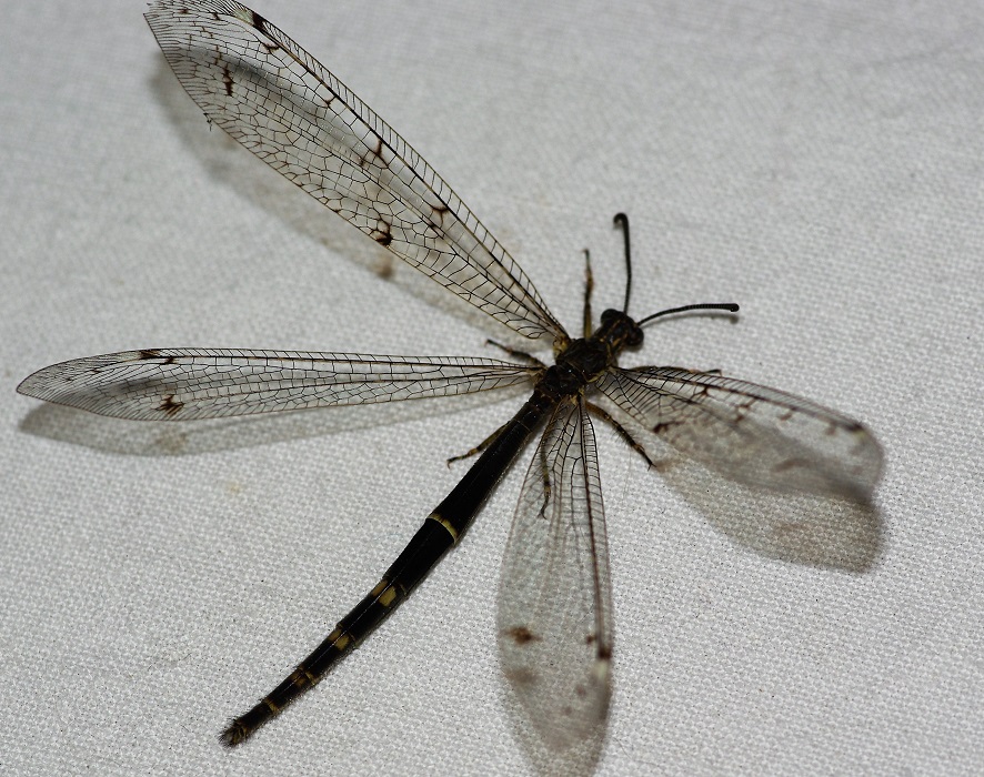 NEUROPTERA MYRMELEONTIDAE Distoleon tetragrammicus 1.JPG