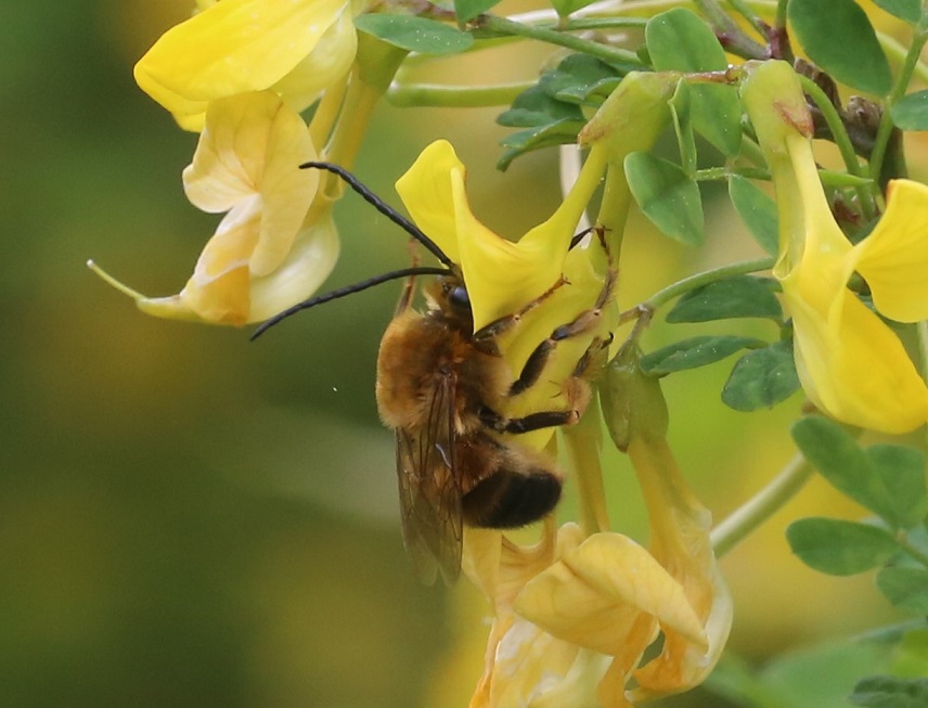 APIDAE Eucera nigriscens 2.JPG