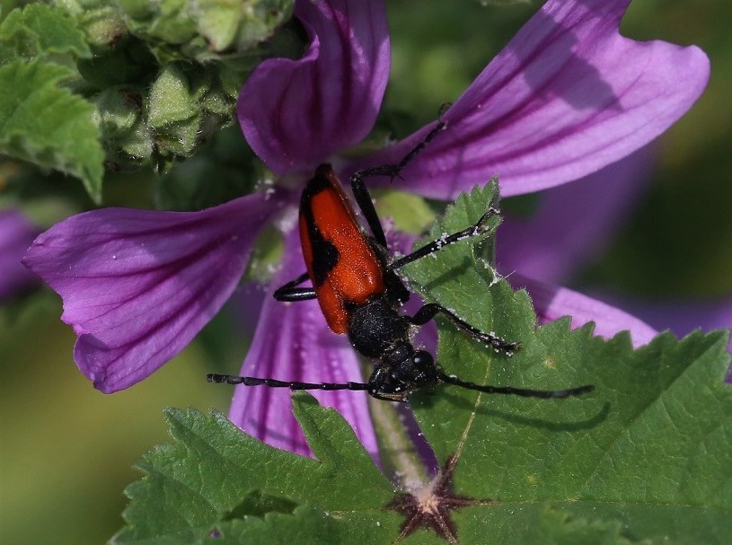 CERAMBYCIDAE Stictoleptura cordigera 5.JPG