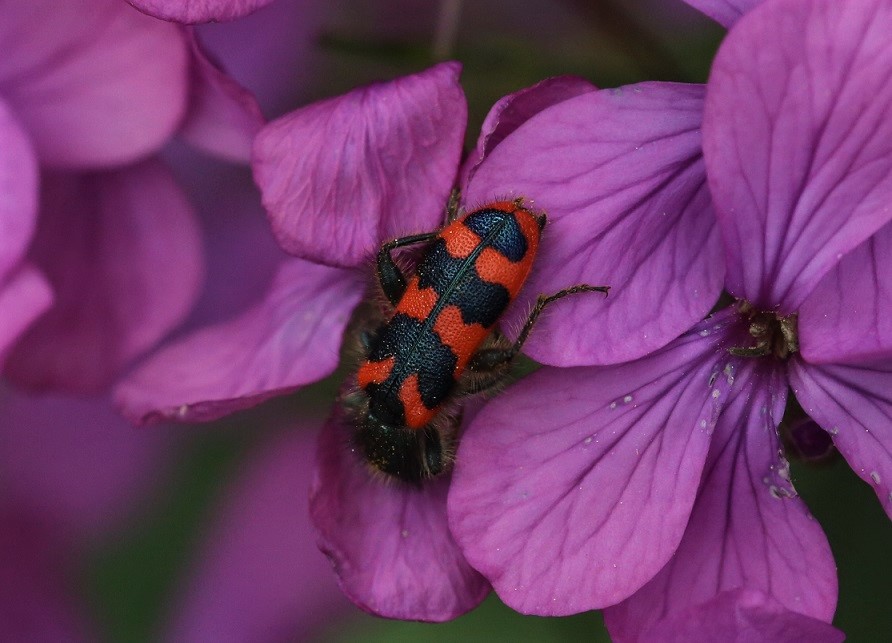 CLERIDAE Trichodes alvearius 6.JPG