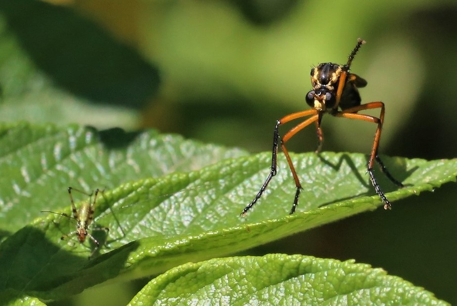 ASILIDAE Molobratia teutonus 7.JPG