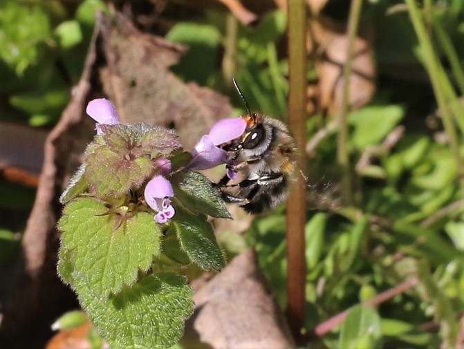 APIDAE Amegilla garrula.JPG