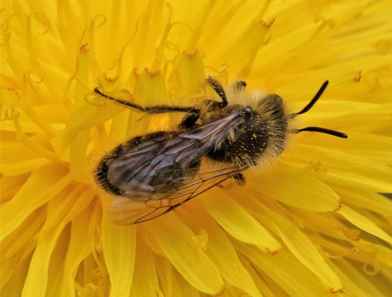 ANDRENIDAE Andrena bicolorata 2.JPG