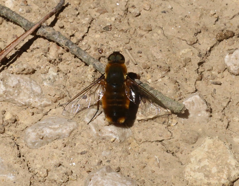 BOMBYLIIDAE Villa modesta 1.JPG