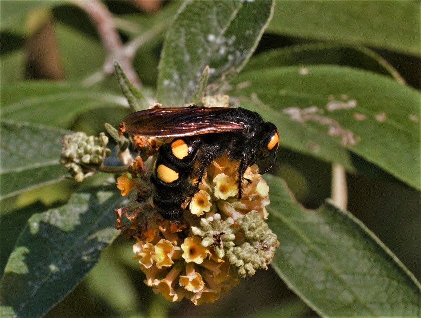 SCOLIIDAE Megascolia maculata 4.jpg