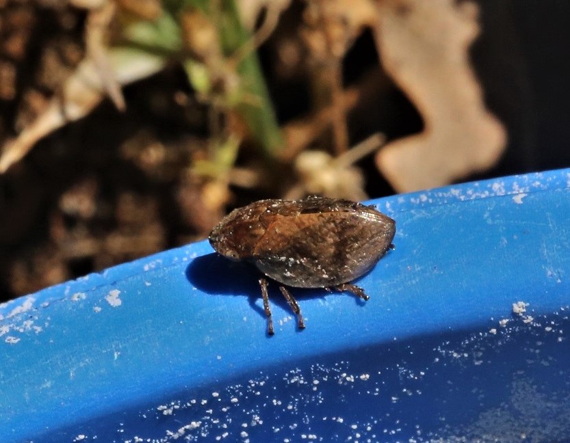 APHROPHORIDAE Lepyronia coleoptrata.JPG