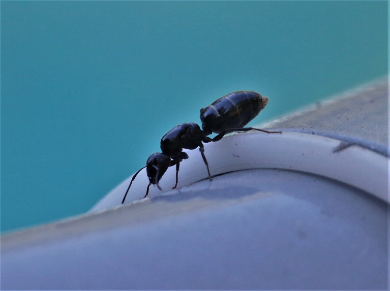 FORMICIDAE Camponotus sp. 2.JPG