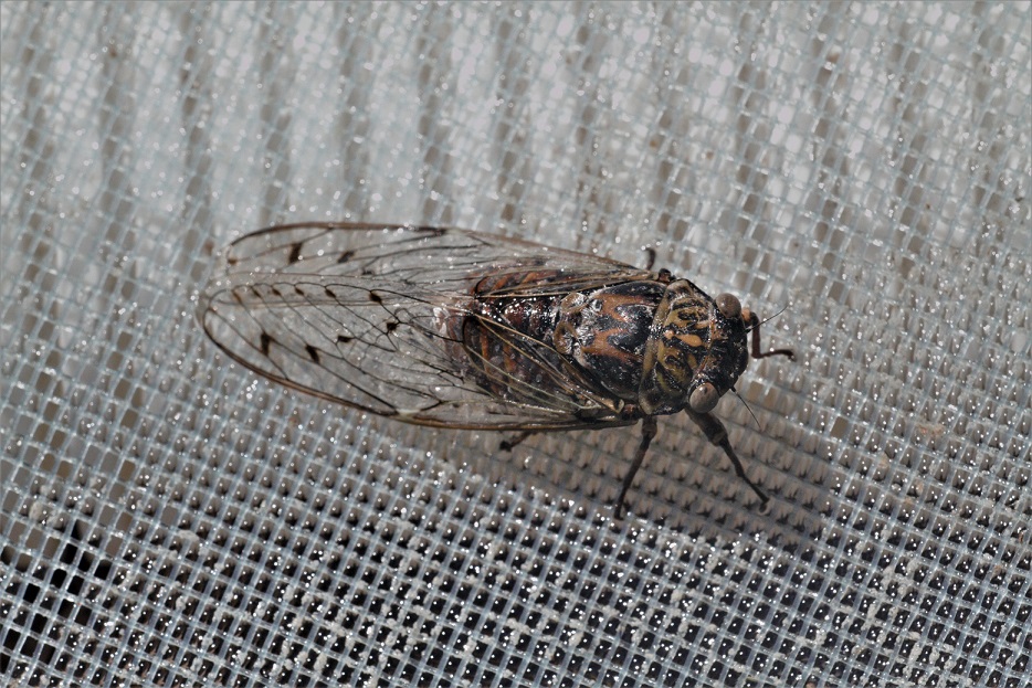 CICADIDAE Cicada orni 6.jpg