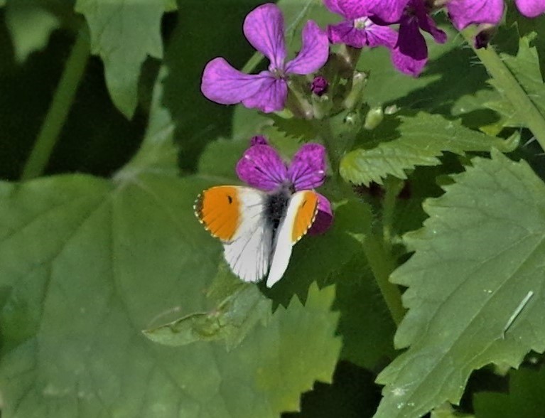 PIERIDAE Anthocharis cardamines 1 (aurore).JPG