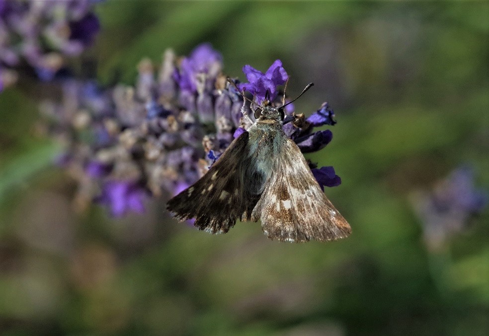 HESPERIIDAE Carchorodus lavatherae 1 (hespérie de l'épiaire).JPG